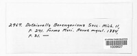 Leptodothiorella berengeriana image